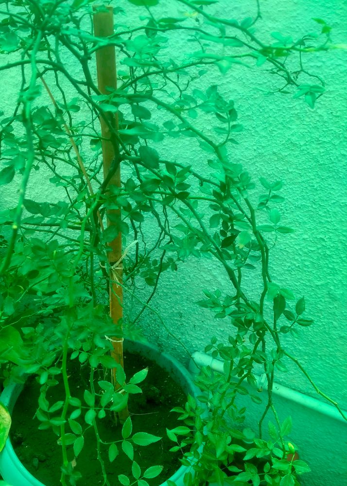 Veli Gulab Live Plant