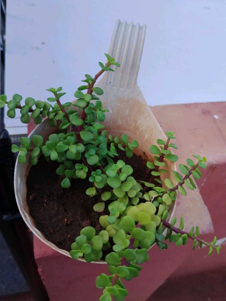 Jade Plant