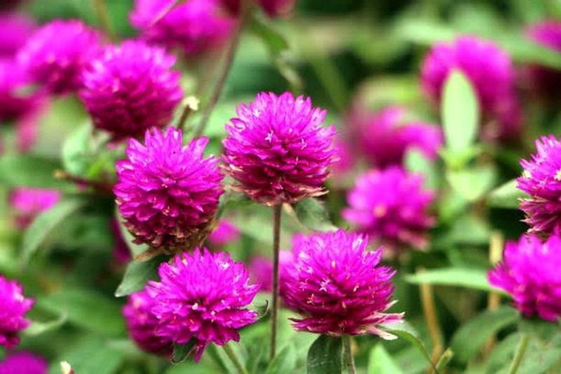Vadamalli / Globe Amaranth Flower Seeds.
