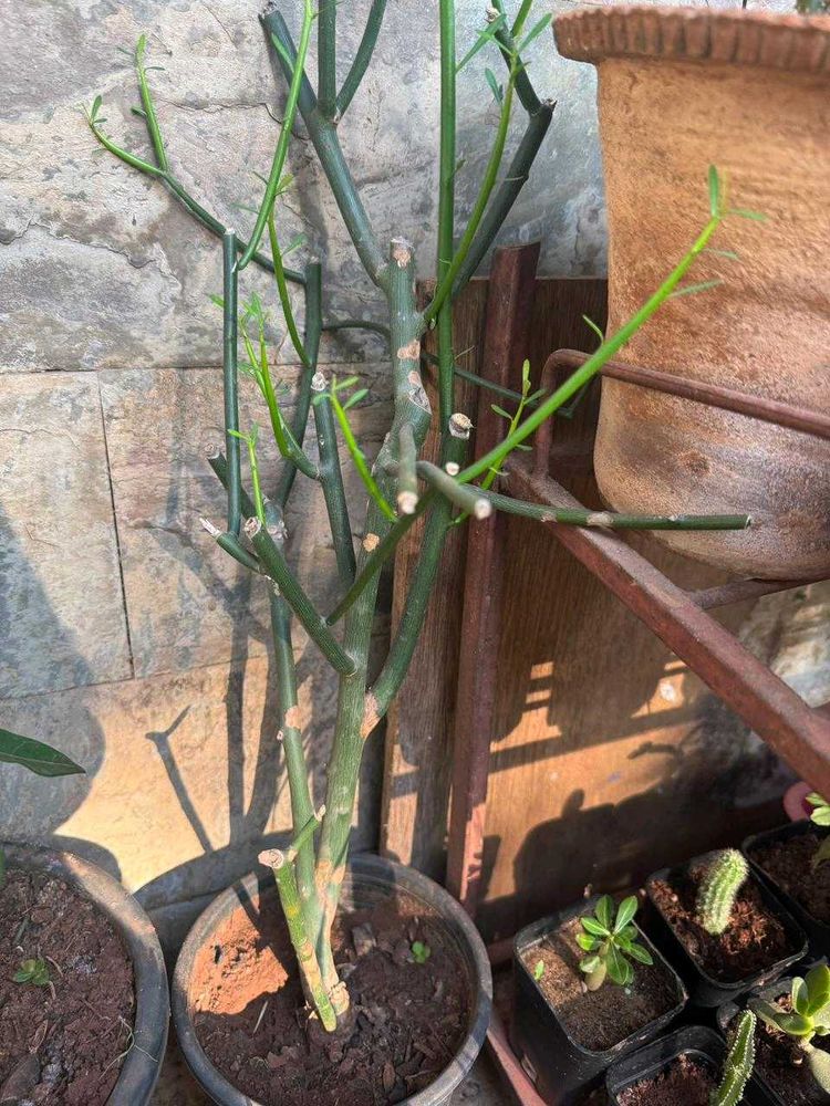 Pencil Cactus