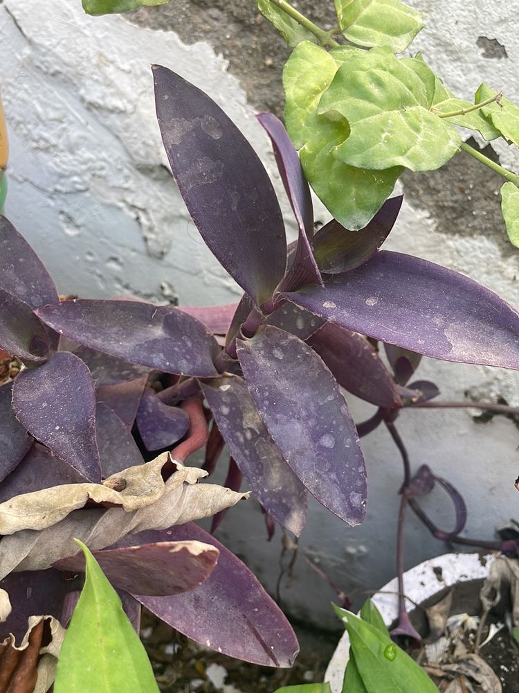 Purple Turle + Singonium Plant Cutting With Routes