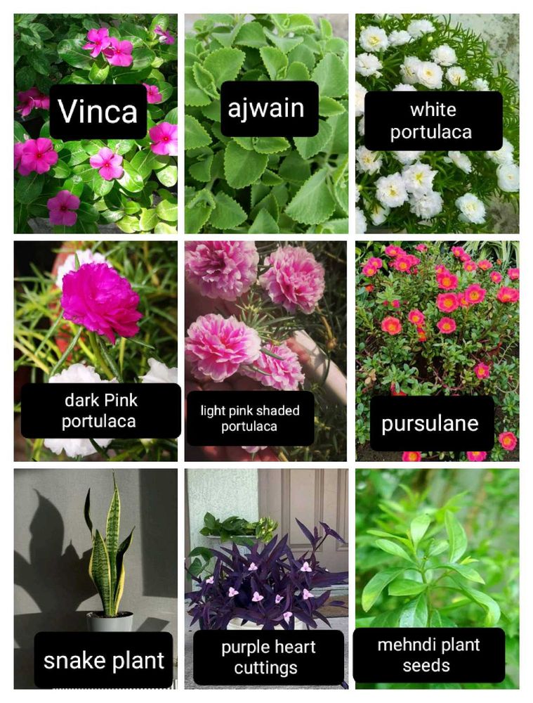 Plants And Seeds Combo Of 12