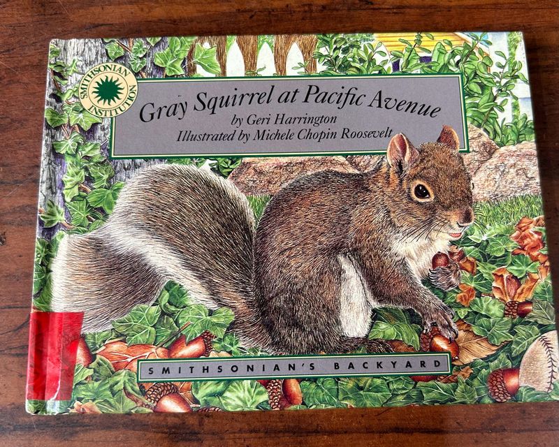 Gray Squirrel 🐿️ At pacific Avenue