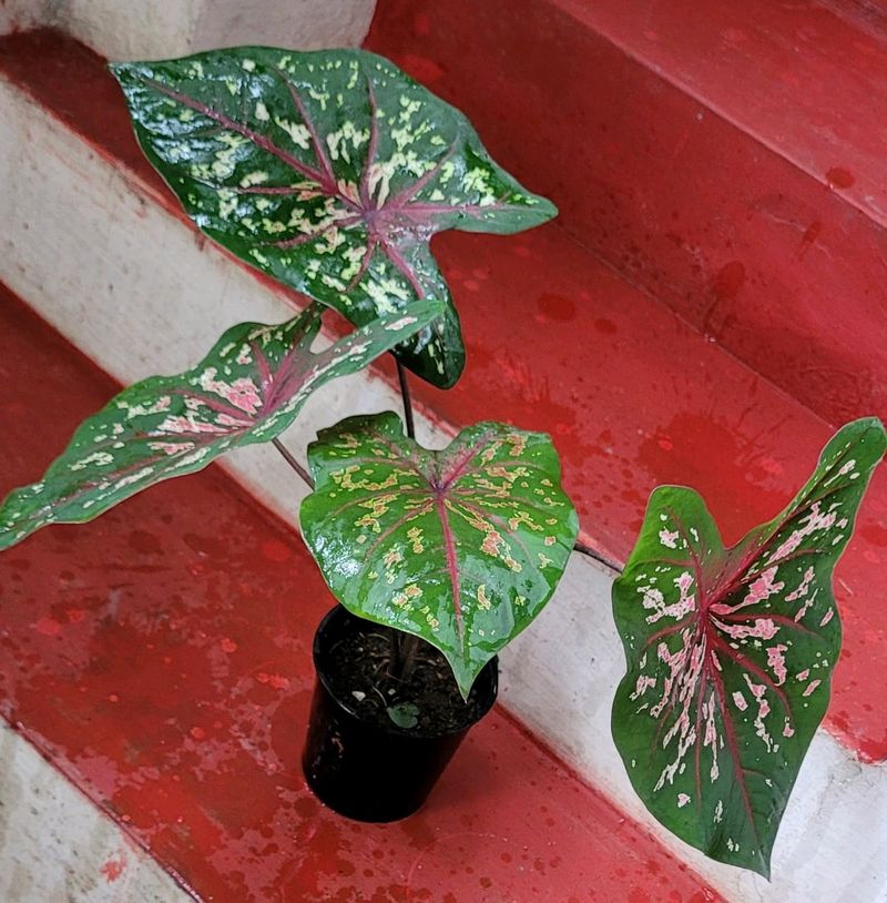 Caladium Biclor Plant🌵&amp; Pot