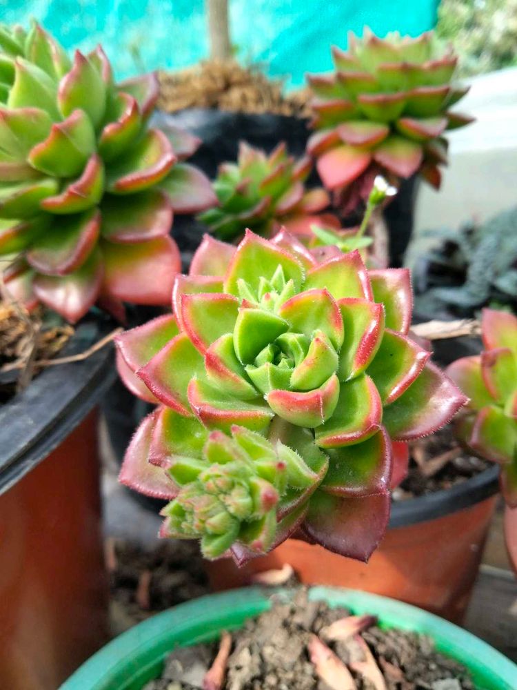 Flowers