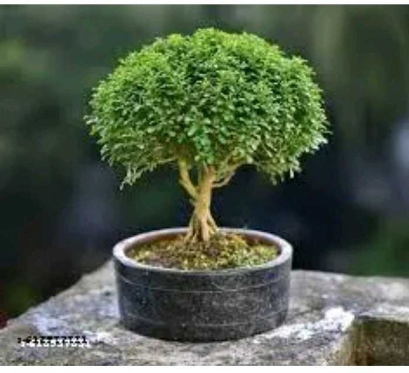 kamani plant ☘️ indore plan