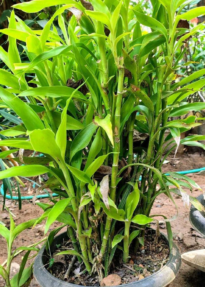 Combo Of 2 Lucky Bamboo Plant