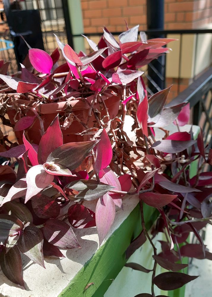 Wandering Jew Plant With Pot