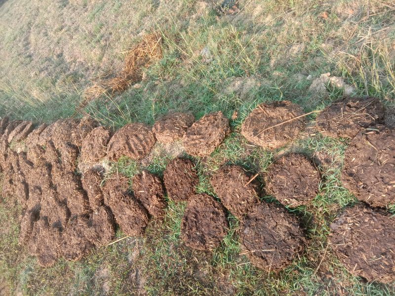 Upla/thepri/Cow Dung Cake