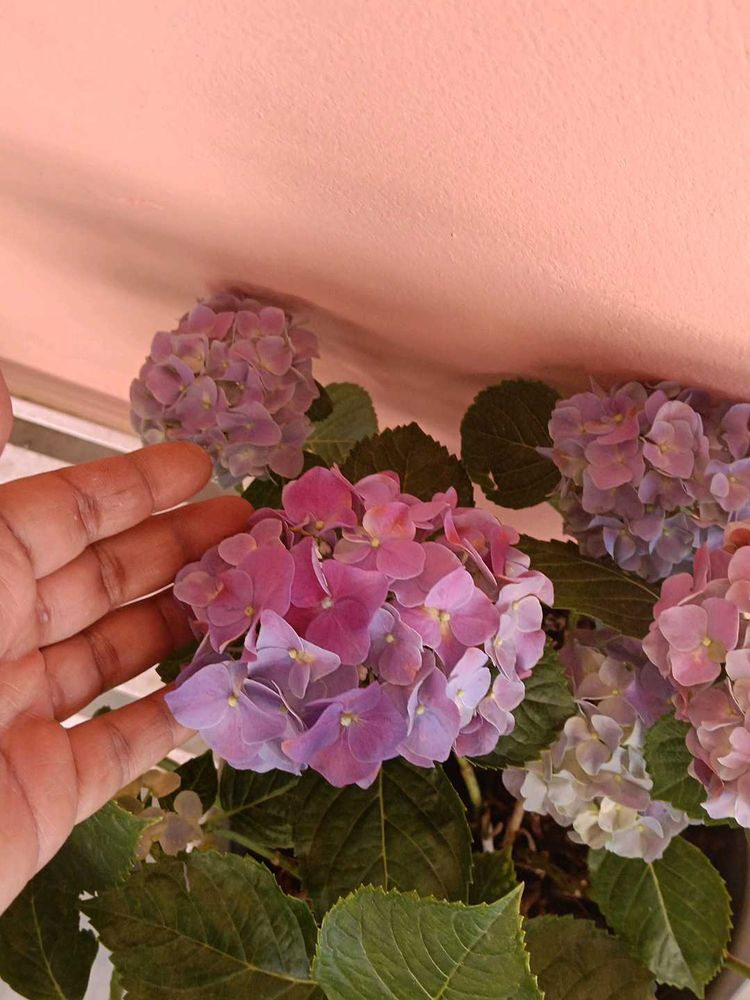 Hydrangea