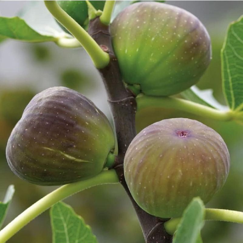 Fig/Gular/Anjeer Exotic Fruit Seeds