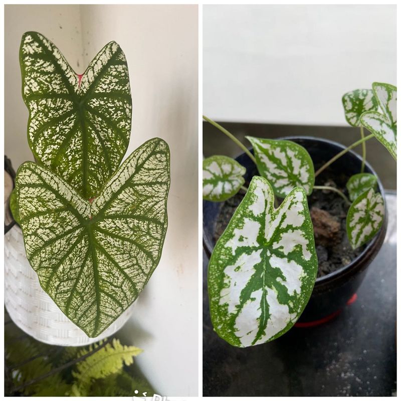 Xmas Caladium Big &amp; Dwarf Combo