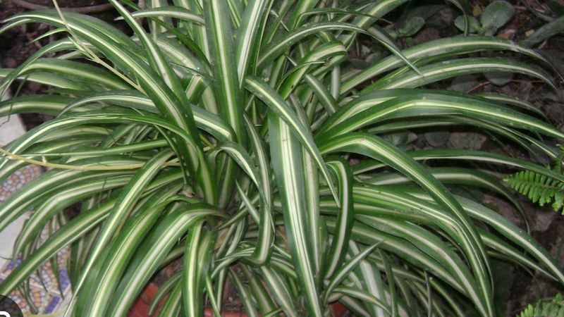 Spider Plant With Roots