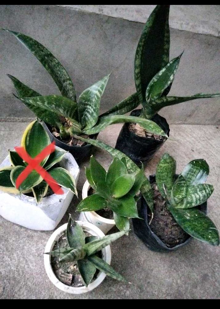 6 Different Varieties Of Sansevierias Combo Offer