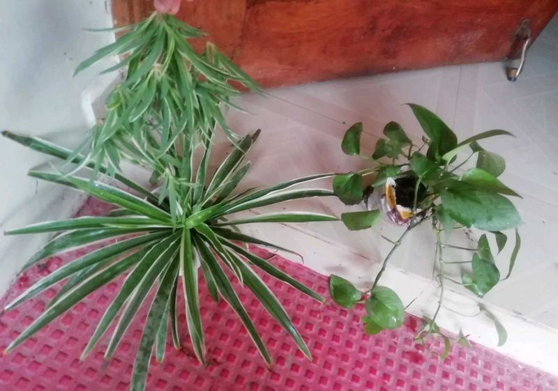 Set 2 Money &amp; Pendulum Plants