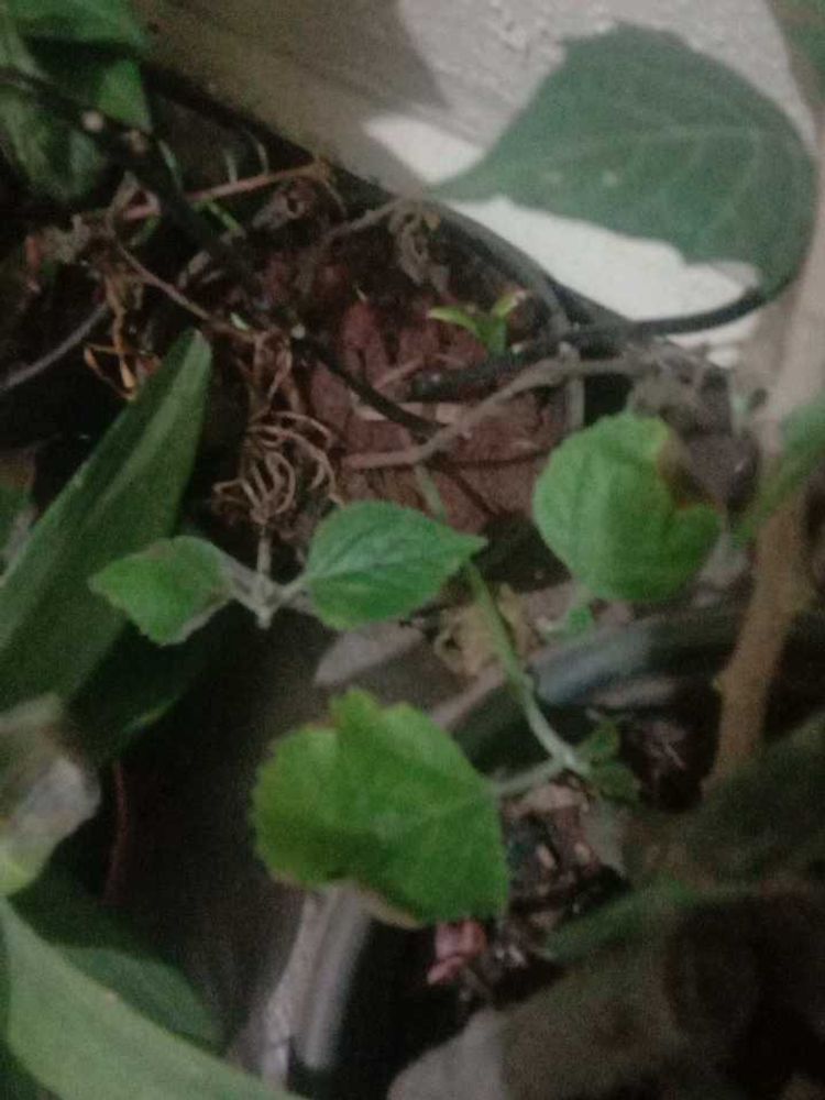 Plants Combo