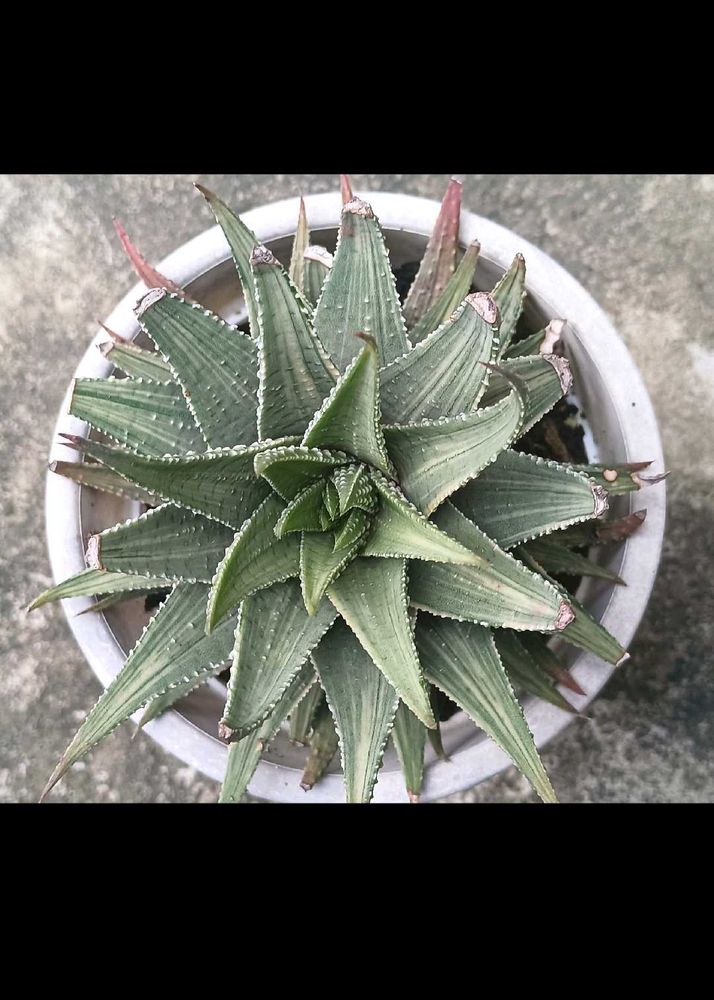 Variegated Haworthia ( Fairies Washboard)