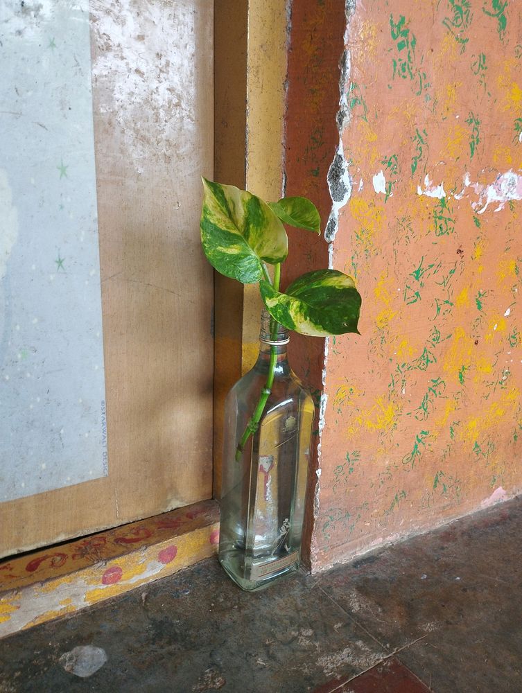 Money Plant  Original With Glass Bottles Any 1 Only