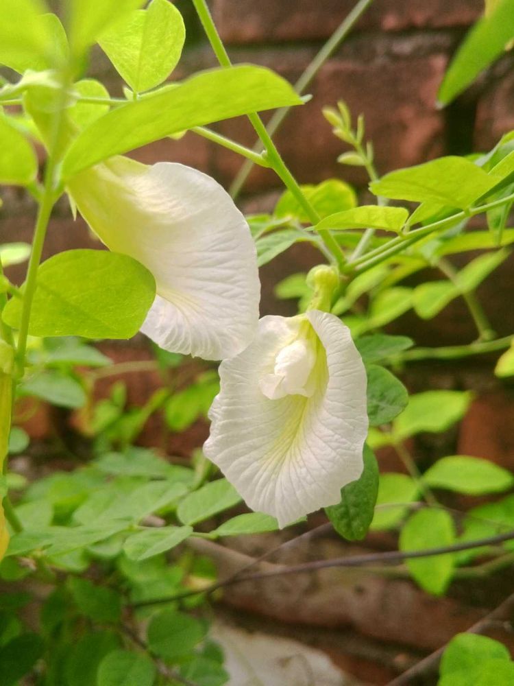 Aprajita Blue And White Flower Seed