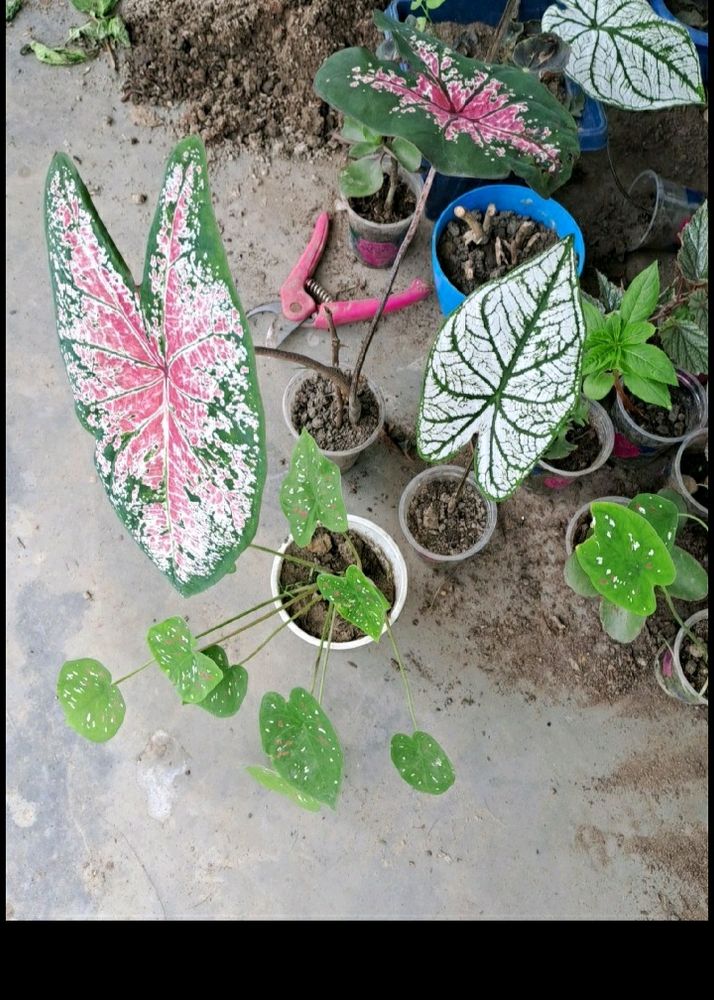 Caladium