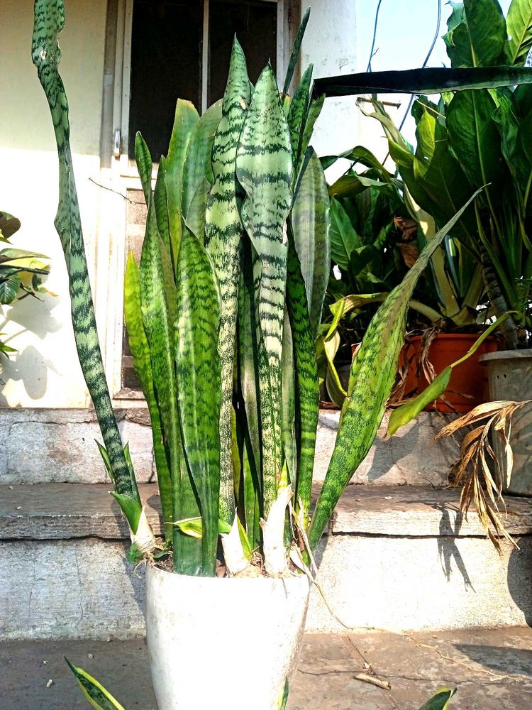 Combo Of  Sansevieria(snake Plant)