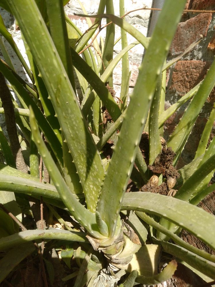 Aloe Vera Plant