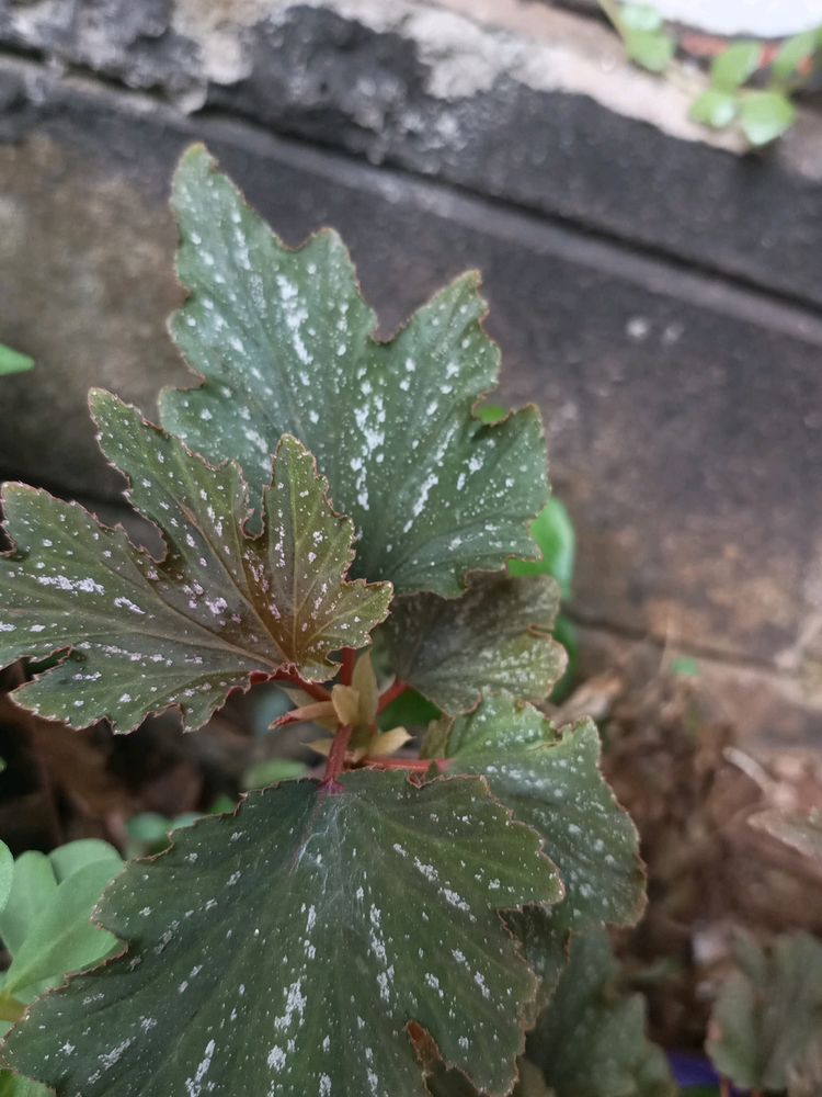 Live Plant 🎁? With Pot