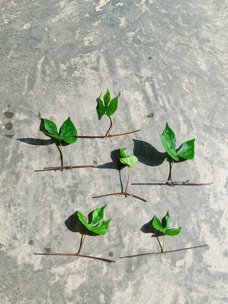 Six Morning Glory Saplings