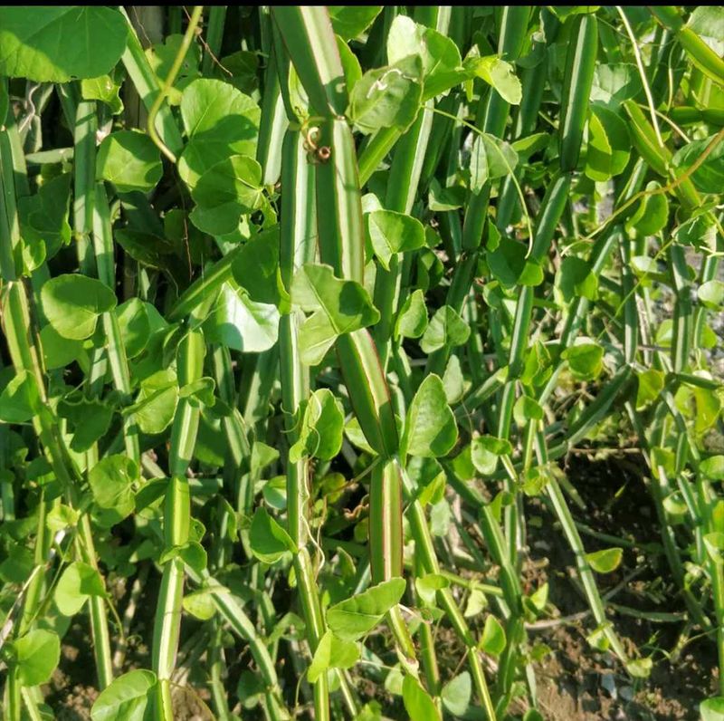 Hadjod / Hathjod Plant