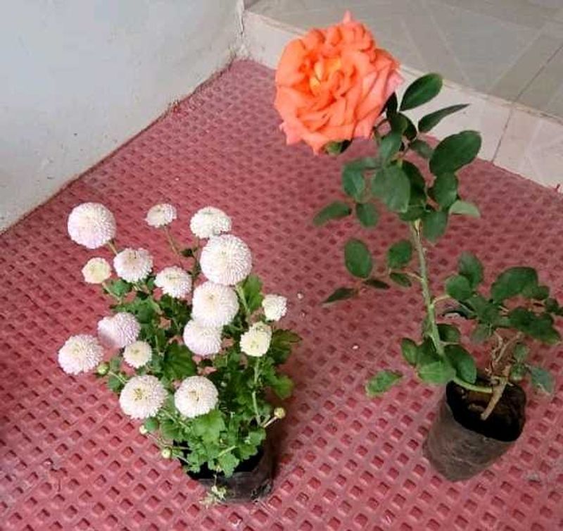 Set 2 Beautiful Gulab &amp; से Sewanti Plants