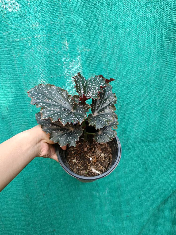 Begonia
