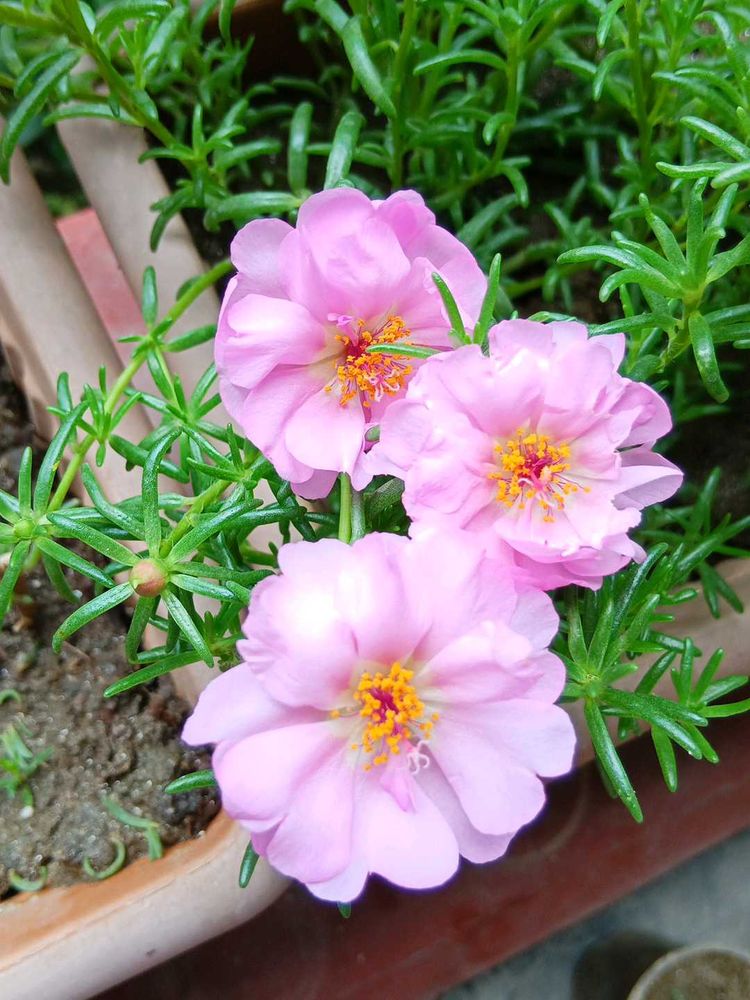Pink Portulaca