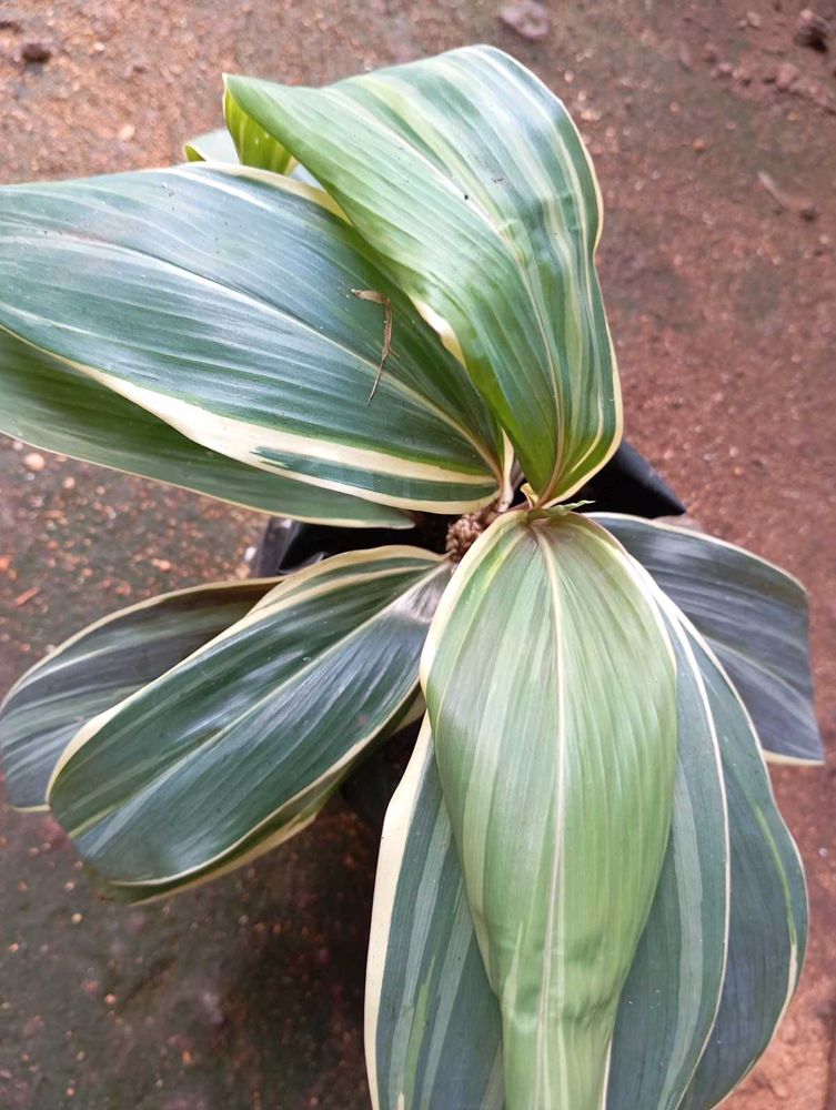 combo of Cordyline fruticosa and aglaonema Chinese