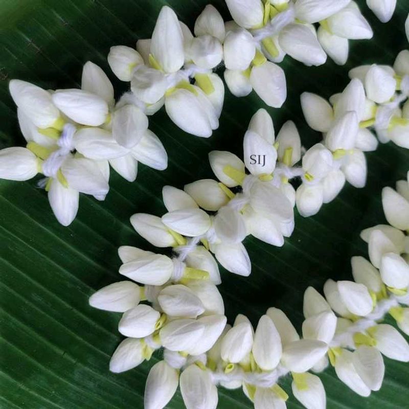 ARTIFICIAL jasmine flowers 1 mulam