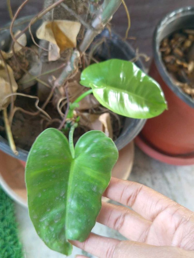 2 Plant Combo