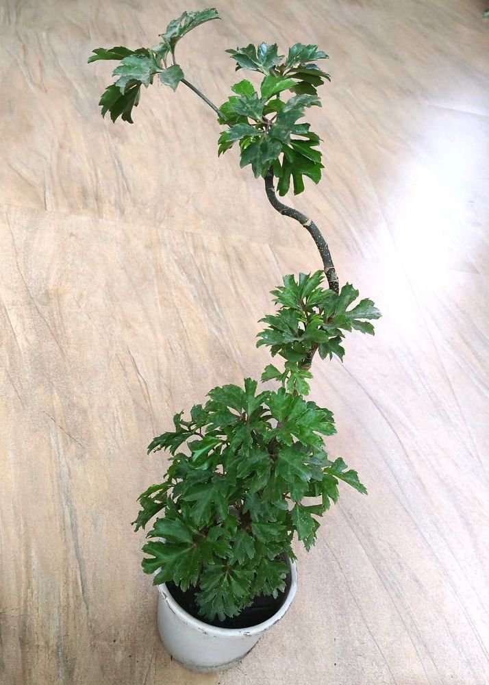 Bonsai Aralia Plant with pot
