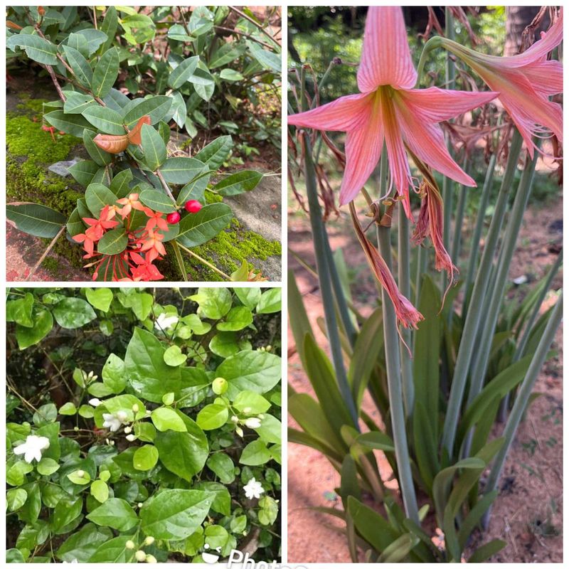 Three Plants Combo