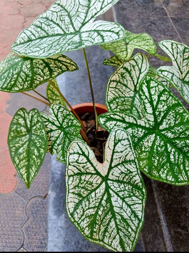 Xmas Caladium