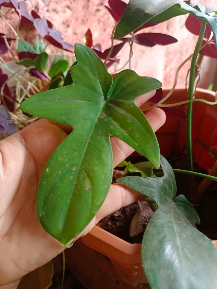 10 New Plants