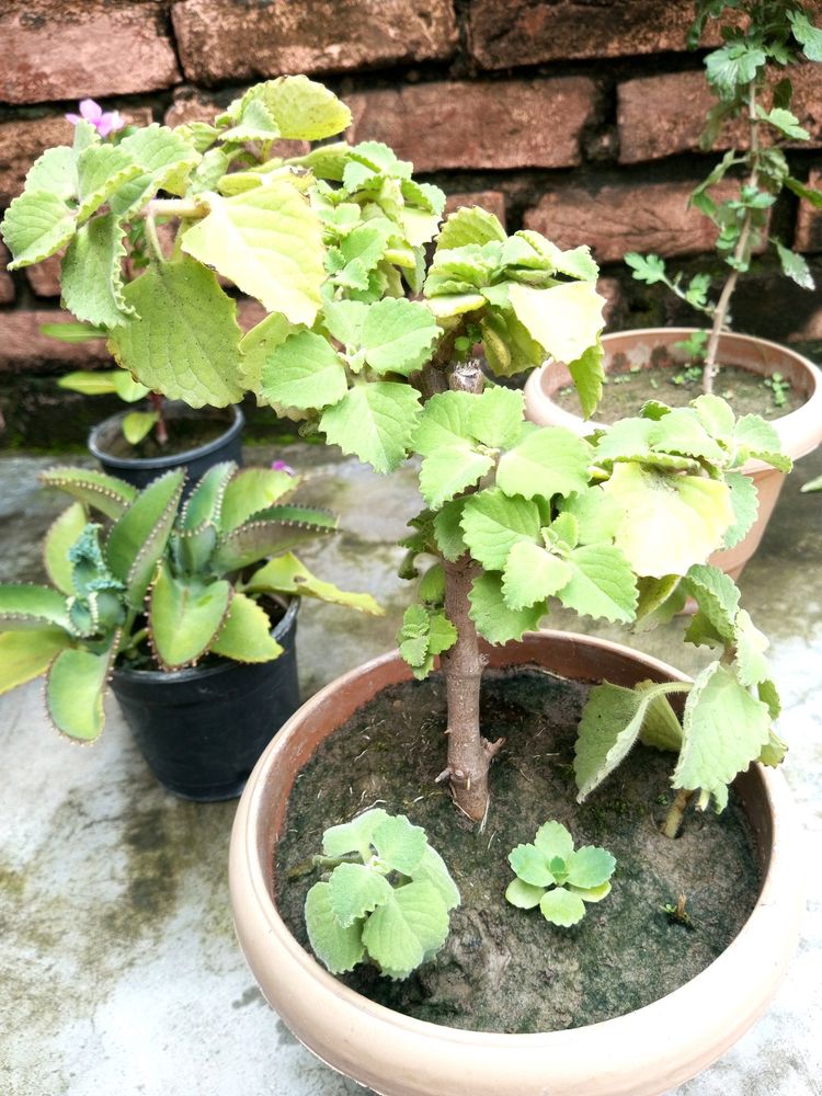 Combo (Ajwain Plant Cutting + Sadabahar Plan
