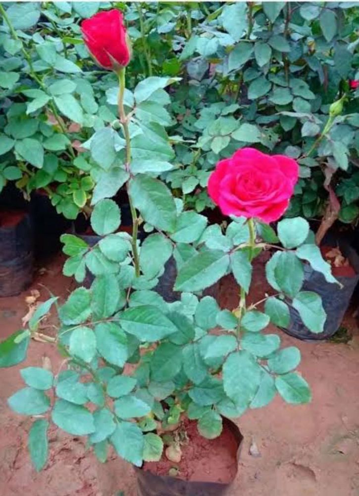 Rose plants