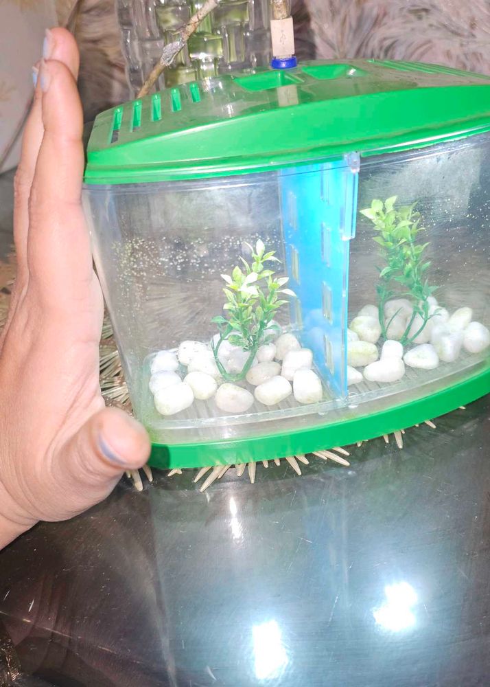 Small Aquarium  With Partition &amp; Lights