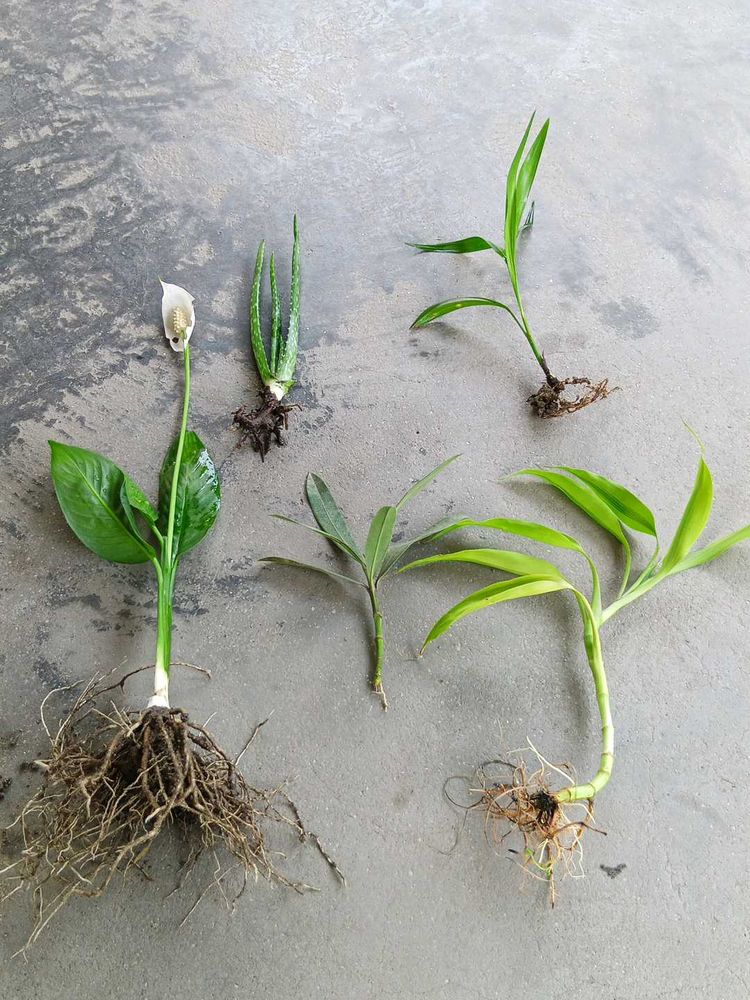 Combo 5 Live Plants