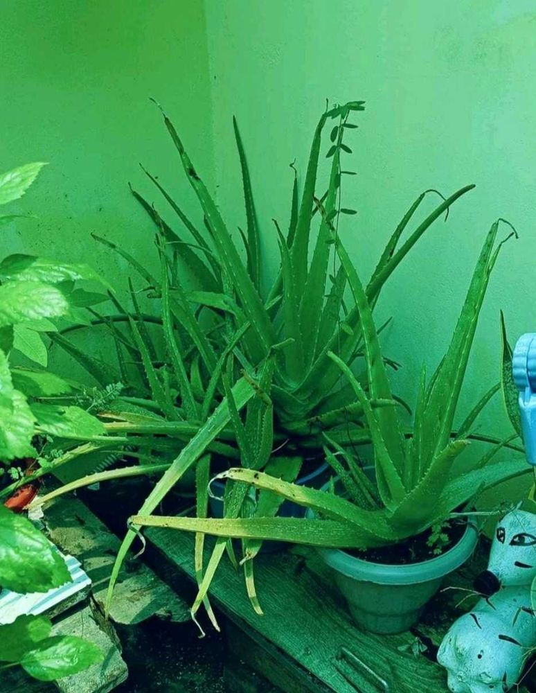 BUY ONE GET TWO Aloovera Plant Good For Health..