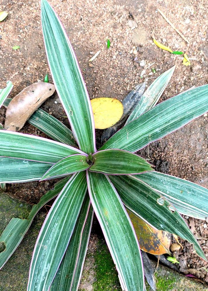 Tri Colour Oyster Plant