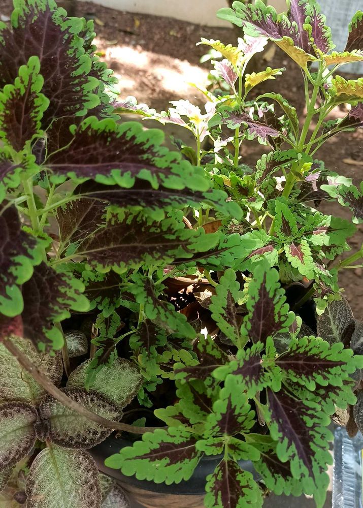 Natural Plants For Sale .