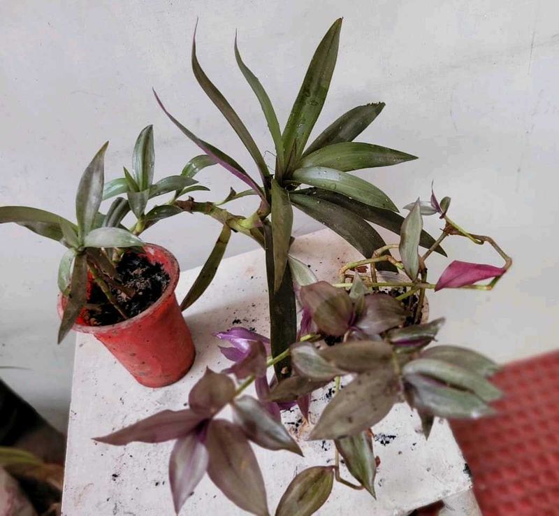 Set 2 Zabronics &amp; Moses In The Cradle Plants