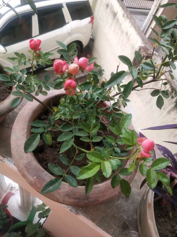 Button Rose Plant With Root