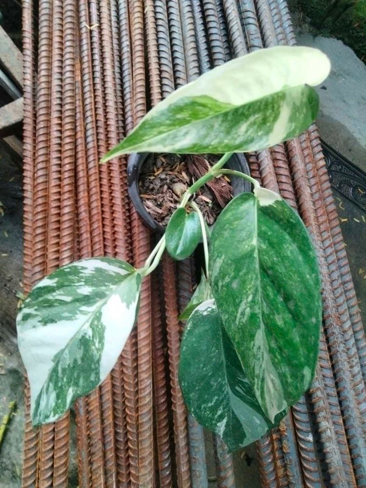 3 Plants For Listed Price