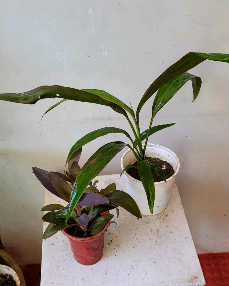 Pack 2 Dracaena Mahatma &amp; Heart Purple Plant &amp; Pot